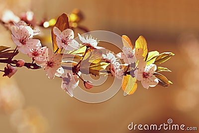 Spring flowers. Beautifully blossoming tree branch. Japanese Cherry - Sakura and sun with a natural colored background. Stock Photo