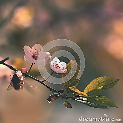 Spring flowers. Beautifully blossoming tree branch. Japanese Cherry - Sakura and sun with a natural colored background. Stock Photo