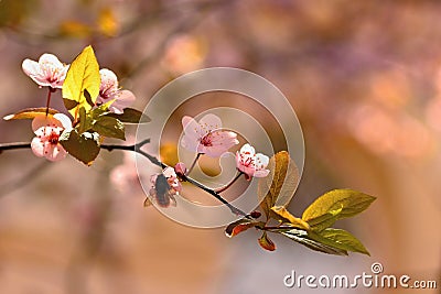 Spring flowers. Beautifully blossoming tree branch. Japanese Cherry - Sakura and sun with a natural colored background. Stock Photo