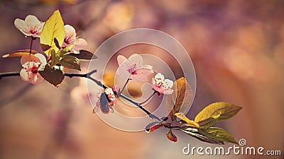 Spring flowers. Beautifully blossoming tree branch. Japanese Cherry - Sakura and sun with a natural colored background. Stock Photo