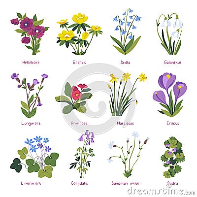 Spring flowers in blossom, primrose and crocus Vector Illustration