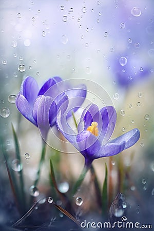 Spring flowers of blue crocuses in drops of water AI generated Stock Photo