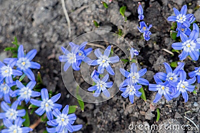 Spring flowers, blue snowdrops. Close-up . Nature North Scandinavia Concept Spring Background April March Place Text Stock Photo