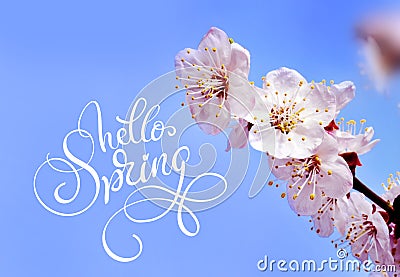 Spring flowers border and text Hello Spring. Calligraphy lettering Stock Photo