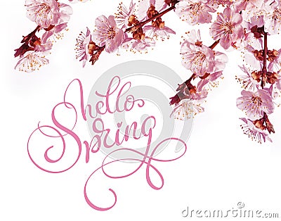 Spring flowers border and text Hello Spring. Calligraphy lettering Stock Photo