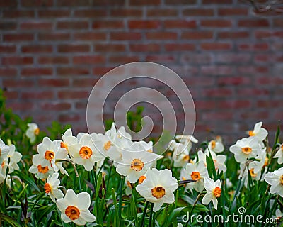 Spring Flowers Brick Wall Background Stock Photo