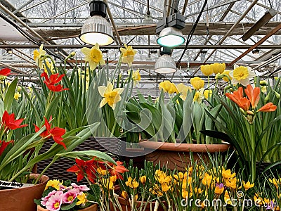 Spring flowers in brown pots in a greenhouse with bright lamps. Stock Photo