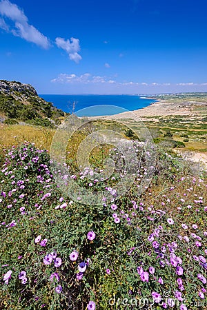 Spring flowers at cape greco,cyprus Stock Photo