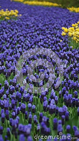 Spring flowers: a carpet of blue muscari flower in the shape of a river between the trees Stock Photo