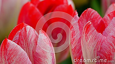 Spring flowers: a close up of a bright salmon / red tulip with other tulips in the green background Stock Photo