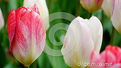 Spring flowers: a close up of a bright salmon / red tulip with other tulips in the green background Stock Photo