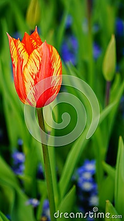 Spring flowers: a close up of a bright yellow / red tulip with other tulips in the green background Stock Photo