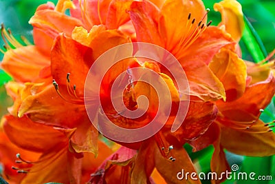 Spring flowers close-up, large saggy flower. for design. Stock Photo
