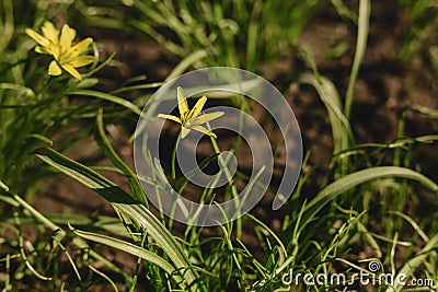 spring flowers closup view Stock Photo