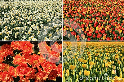 Spring flowers collage. Dutch country. Stock Photo