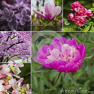 Spring flowers collage. Pink and violet blossom in springtime Stock Photo