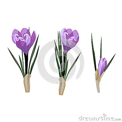 Spring flowers, crocus. Vector illustration Vector Illustration