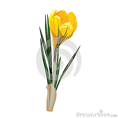 Spring flowers, crocus. Vector illustration. Vector Illustration
