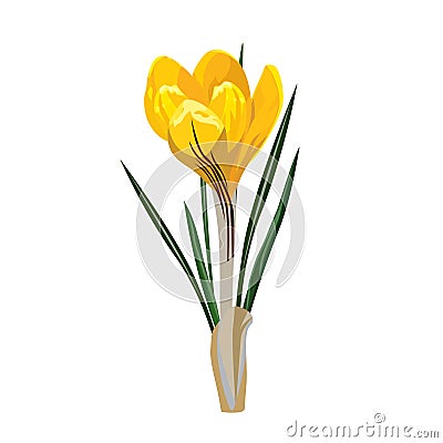 Spring flowers, crocus. Vector illustration. Vector Illustration