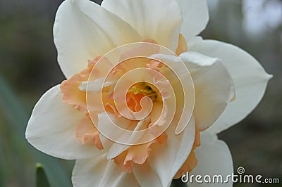 Spring flowers: daffodil Replete Stock Photo