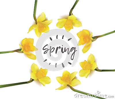 spring flowers daffodils in a circle on a white background. Stock Photo