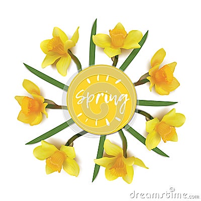 Spring flowers daffodils in a circle on a white background. Stock Photo