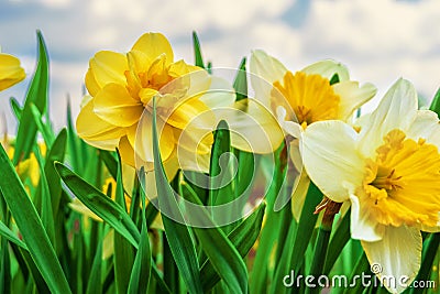 Spring flowers daffodils. Flower background on sky background Stock Photo