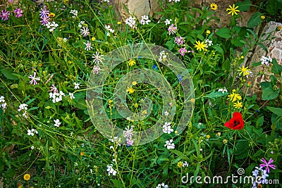 Spring flowers in the desert Stock Photo