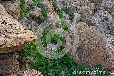 Spring flowers in the desert Stock Photo