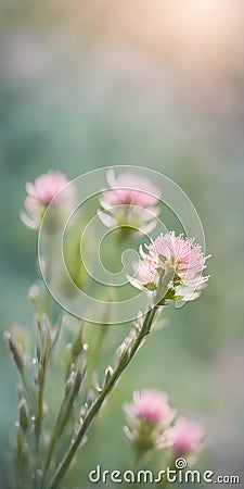 Spring flowers emerging gently, a burst of life in a minimalist landscape. Softly out of focus, lending an ethereal charm Stock Photo