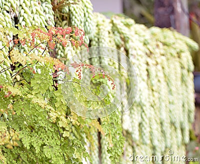 Spring flowers of the field Stock Photo