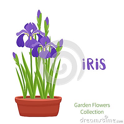 Spring flowers in flower pots. Irises, lilies of valley Vector Illustration