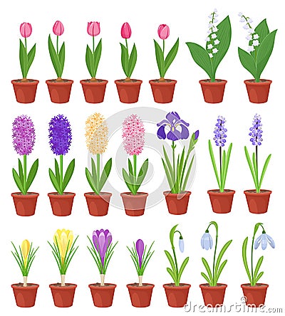 Spring flowers in flower pots. Irises, lilies of valley, tulips, narcissuses, crocuses and other primroses. Garden Vector Illustration