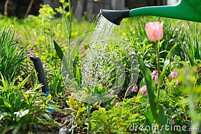Spring flowers in flowerbed in garden, planting and watering Stock Photo