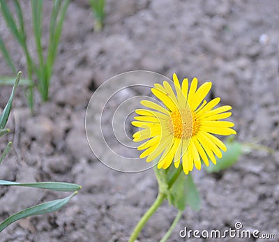 Spring flowers in the flowerbed. Weaving and bushes. Bright and blooming buds. Spring assorted colors Stock Photo