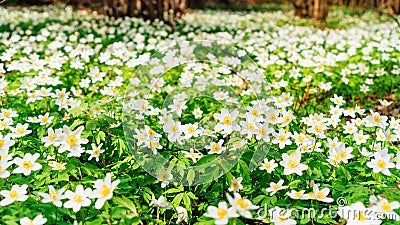 Spring flowers in the forest background. Snowdrop windflower meadow in sunbeams close up photo. A carpet of white anemone flowers Stock Photo