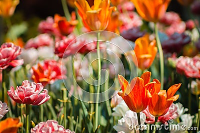 Spring flowers in full bloom on a sunny May day at the Frederik Meijer Gardens in Grand Raids Michigan Stock Photo