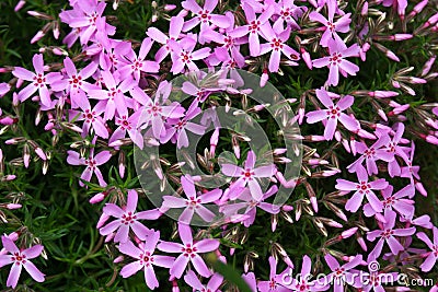 Spring flowers in a garden. Stock Photo