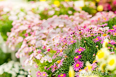 Spring flowers in garden center greenhouse Stock Photo
