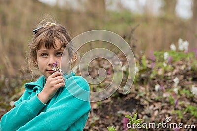 Spring flowers Stock Photo