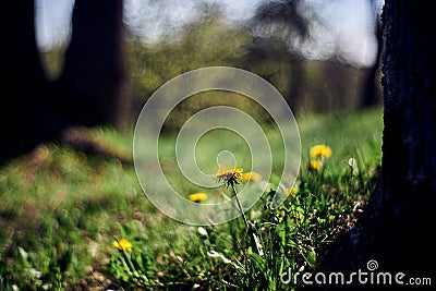 Dandelions in the forest. Stock Photo