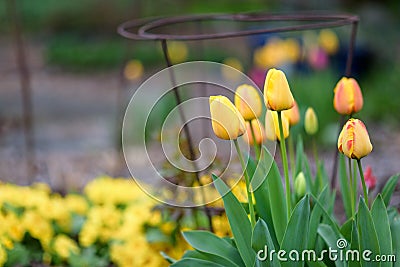 Spring flowers growing in a home garden, yellow and red tulips, metal plant supports and other plants in the background, springtim Stock Photo