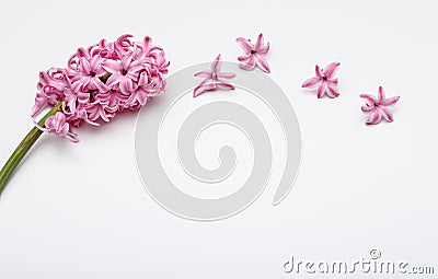 Spring flowers - hiacinth pink color. Stock Photo