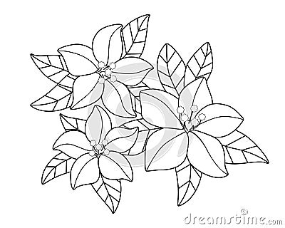 Spring flowers. Inflorescences and young tender leaves on flowering trees. Inflorescences from trees - a linear vector element for Vector Illustration