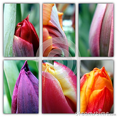 Spring flowers macro collage Stock Photo