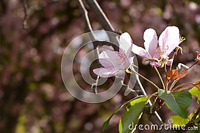 Spring flowers macro view. Blooming apple tree Stock Photo