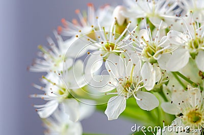 Spring flowers macro view. Shallow deep focus,selective focus Stock Photo