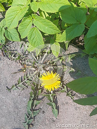 Spring and flowers in Moscow.Dandelion on the pavement. Stock Photo