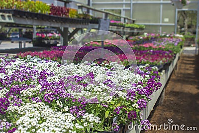 Spring flowers open air freshly organized with organic growing in michigan seasonal planter racks in greenhouse of local plants. Stock Photo