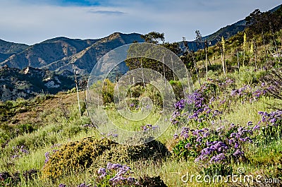 Spring Flowers - Orange County, California Stock Photo